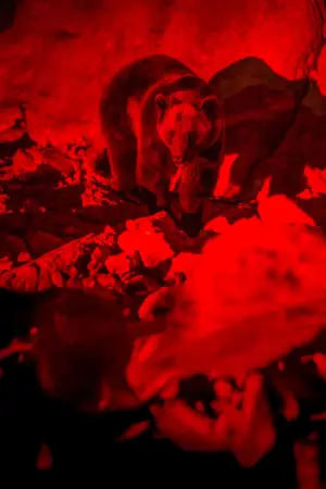 Постер к фильму "Гризли" #609208