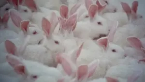 Задник к фильму "Всё, что вы хотели знать о сексе, но боялись спросить" #281376