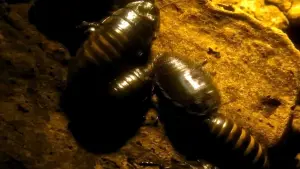 Задник к фильму "Паутина страха" #190656