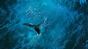 Задник к фильму "Дом. История путешествия" #435436