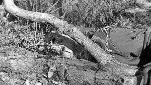 Задник к фильму "Autumn Stalking" #776718