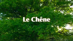 Задник к фильму "Le Chêne" #198311