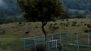 Задник к фильму "Сухой лист" #623381