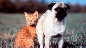 Задник к фильму "Приключения Майло и Отиса" #409199