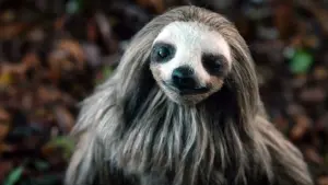 Задник к фильму "Мой ленивец-убийца" #430722