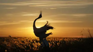 Задник к фильму "Рождённые в Китае" #436612