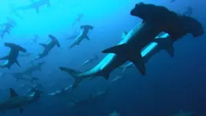 Задник к фильму "Голубая бездна" #481988