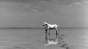 Задник к фильму "Белая грива: Дикая лошадь" #456584