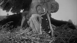 Видео к фильму The Giant Claw | The Giant Claw (1957) ORIGINAL TRAILER [HD 1080p]