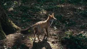 Задник к фильму "Танец лис" #770516