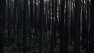 Задник к фильму "Крипер" #514443