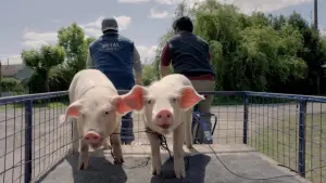 Задник к фильму "Героические лузеры" #204360