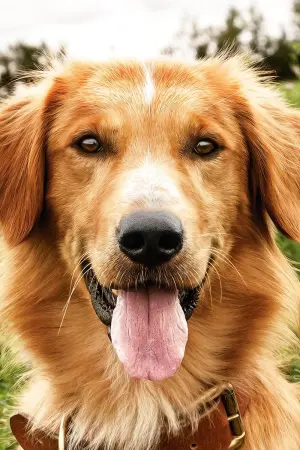 Постер к фильму "Собачья жизнь" #204550