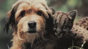 Задник к фильму "Бенджи потерялся" #415122