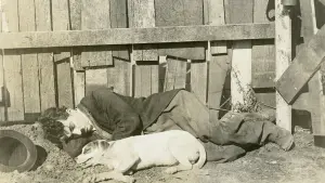 Задник к фильму "Собачья жизнь" #223311