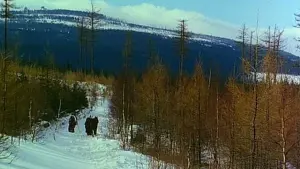 Задник к фильму "Ведьмак" #494901