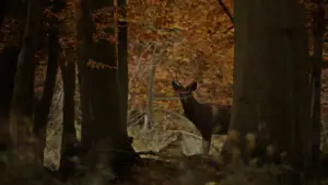 Задник к фильму "Охота" #650058