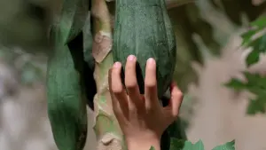 Задник к фильму "Аромат зеленой папайи" #405625