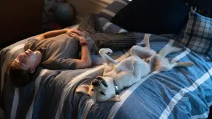 Задник к фильму "Пропала собака" #384470