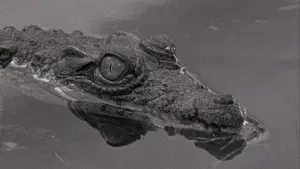 Задник к фильму "Табу" #451730