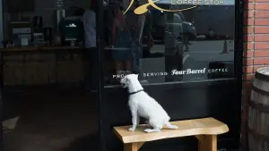 Задник к фильму "Его собачье дело" #329796