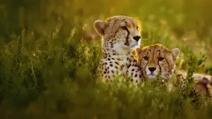 Задник к фильму "Гепарды: лицом к лицу с Берти Грегори" #539397