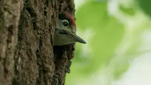 Задник к фильму "Le Chêne" #198334