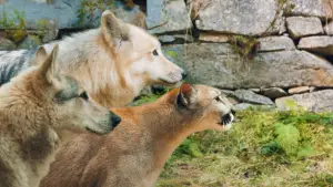 Задник к фильму "Дети леса 2" #522636