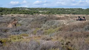 Задник к фильму "Человек, который видел медведя, который видел человека" #636842