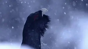 Задник к фильму "" #534625