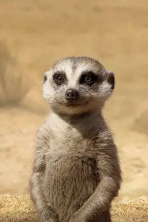 Постер к фильму "Король Лев" #173127