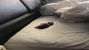 Задник к фильму "" #440806