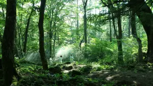 Задник к фильму "Обещанный Неверленд" #474927