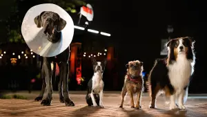 Задник к фильму "Отвязные дворняги" #212165