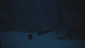 Задник к фильму "The Human Hibernation" #757295