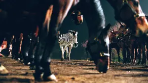 Задник к фильму "Бешеные скачки" #500776