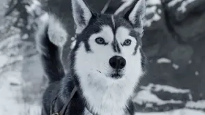 Задник к фильму "Зов предков" #207259