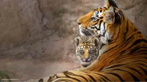 Задник к фильму "" #463657