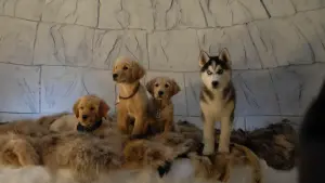 Задник к фильму "Снежная пятёрка" #426620