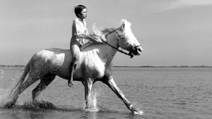 Задник к фильму "Белая грива: Дикая лошадь" #456589