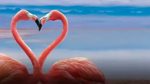 Видео к фильму Queer Planet | Official Peacock Trailer