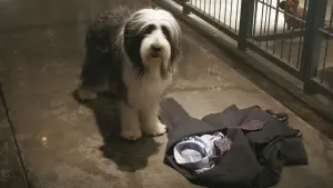 Задник к фильму "Лохматый папа" #347036