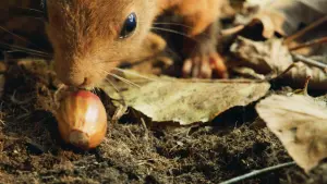 Задник к фильму "Le Chêne" #198313