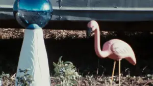 Задник к фильму "Розовые фламинго" #612049