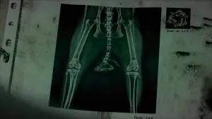 Задник к фильму "Хвост" #452913