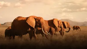 Задник к фильму "Королева слонов" #423848