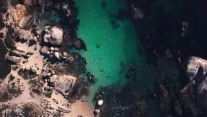 Задник к фильму "Мой учитель – осьминог" #382999