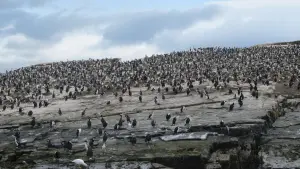 Задник к фильму "Птицы" #383835