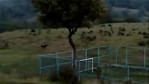 Задник к фильму "Сухой лист" #623384