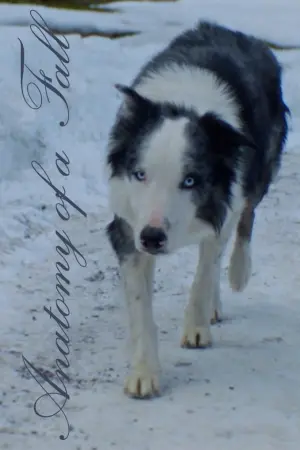 Постер к фильму "Анатомия падения" #368236